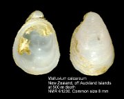 Malluvium calcareum (2)